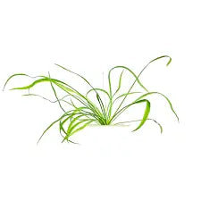 Echinodorus decumbens pointy sword Tropical Treasures Wyo