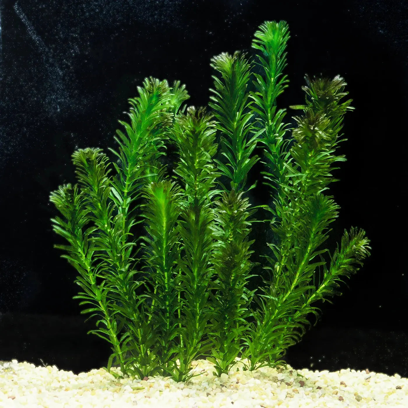 Anacharis Elodea densa aquarium plant