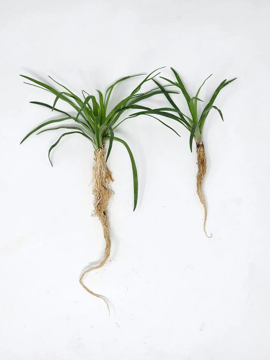 Eriocaulon Vietnam aquarium plant with fine grass-like leaves growing as a compact rosette in a high-tech planted aquarium