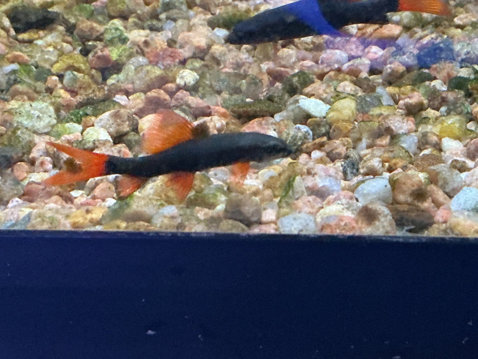 Rainbow Shark (Epalzeorhynchos frenatum) with dark body and red-orange fins swimming over gravel in an aquarium