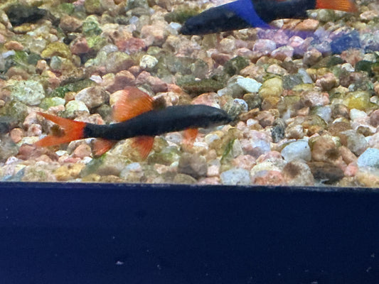 Rainbow Shark (Epalzeorhynchos frenatum) with dark body and red-orange fins swimming over gravel in an aquarium