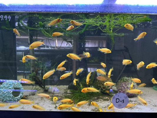 Pseudotropheus estherae “Red Red” – Red Zebra Mbuna Cichlid, vibrant Lake Malawi African cichlid for freshwater aquariums