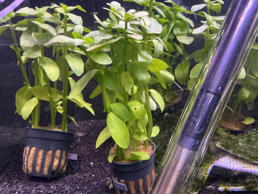 Bacopa madagascariensis – Hardy Light Green Stem Aquarium Plant