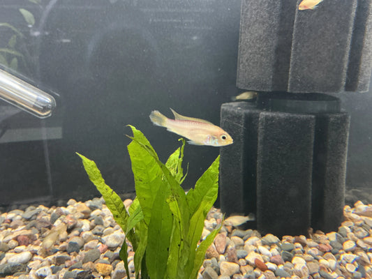 Apistogramma agassizii Gold Fire Red Tropical Treasures Wyo