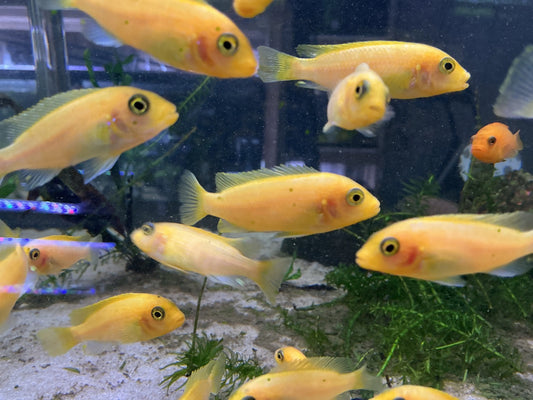 Pseudotropheus estherae “Red Red” – Red Zebra Mbuna Cichlid, vibrant Lake Malawi African cichlid for freshwater aquariums