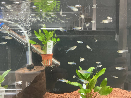 Blue Emperor Tetra Cochu Tropical Treasures Wyo