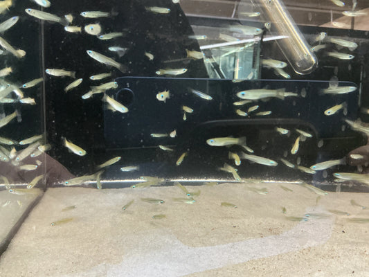 Tiny lampeye killifish with bright glowing eyes in community aquarium