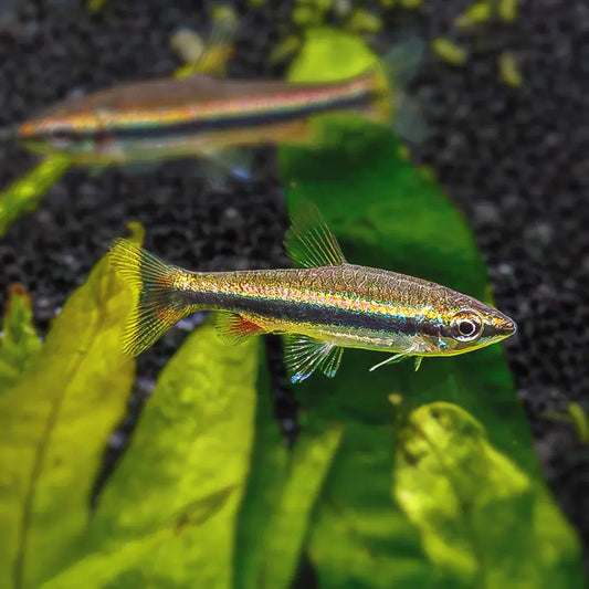 hining Pencilfish slender nano schooling fish in planted aquarium
