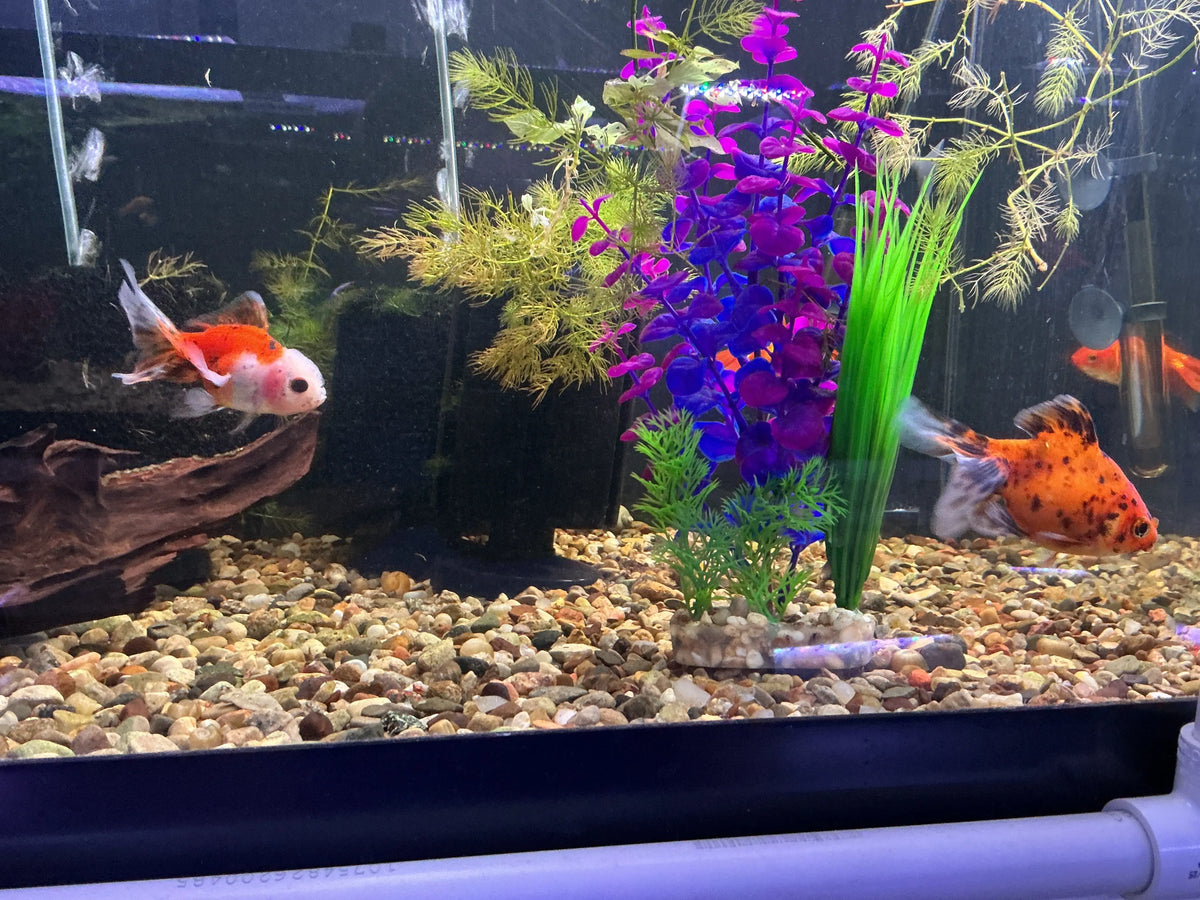 Calico oranda goldfish with orange and white markings swimming past purple and green plants in a gravel-bottom aquarium