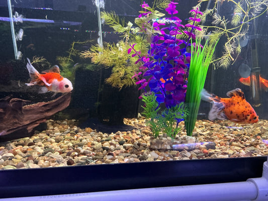 Calico oranda goldfish with orange and white markings swimming past purple and green plants in a gravel-bottom aquarium