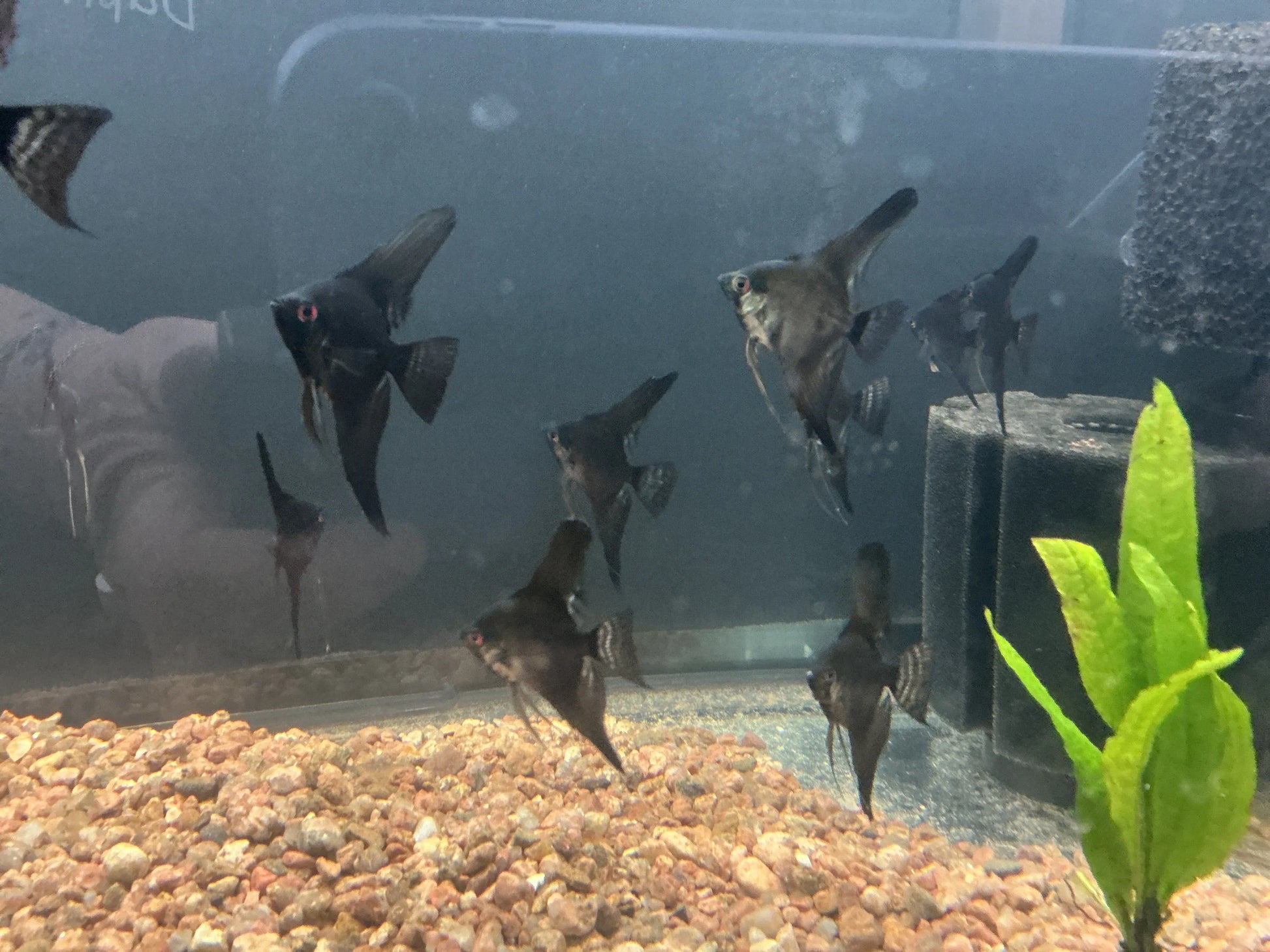Black Angelfish jet black variant swimming in planted aquarium