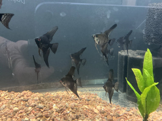 Black Angelfish jet black variant swimming in planted aquarium