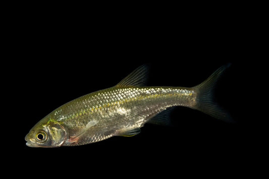 Golden Shiner Tropical Treasures Wyo