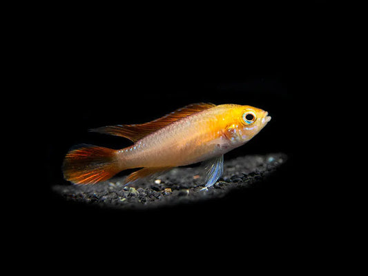 Apistogramma agassizii Fire Red – brightly colored dwarf cichlid with red body and flowing fins, swimming in a planted aquarium.