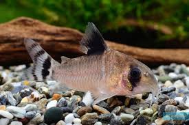 Flag-tailed Panda Corydora rare variant with unique tail markings