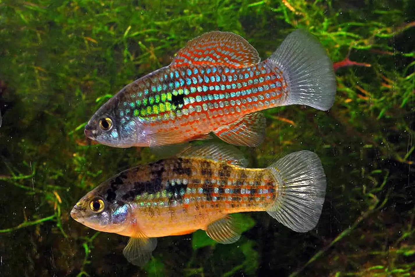 Florida Flagfish Tropical Treasures Wyo LLC