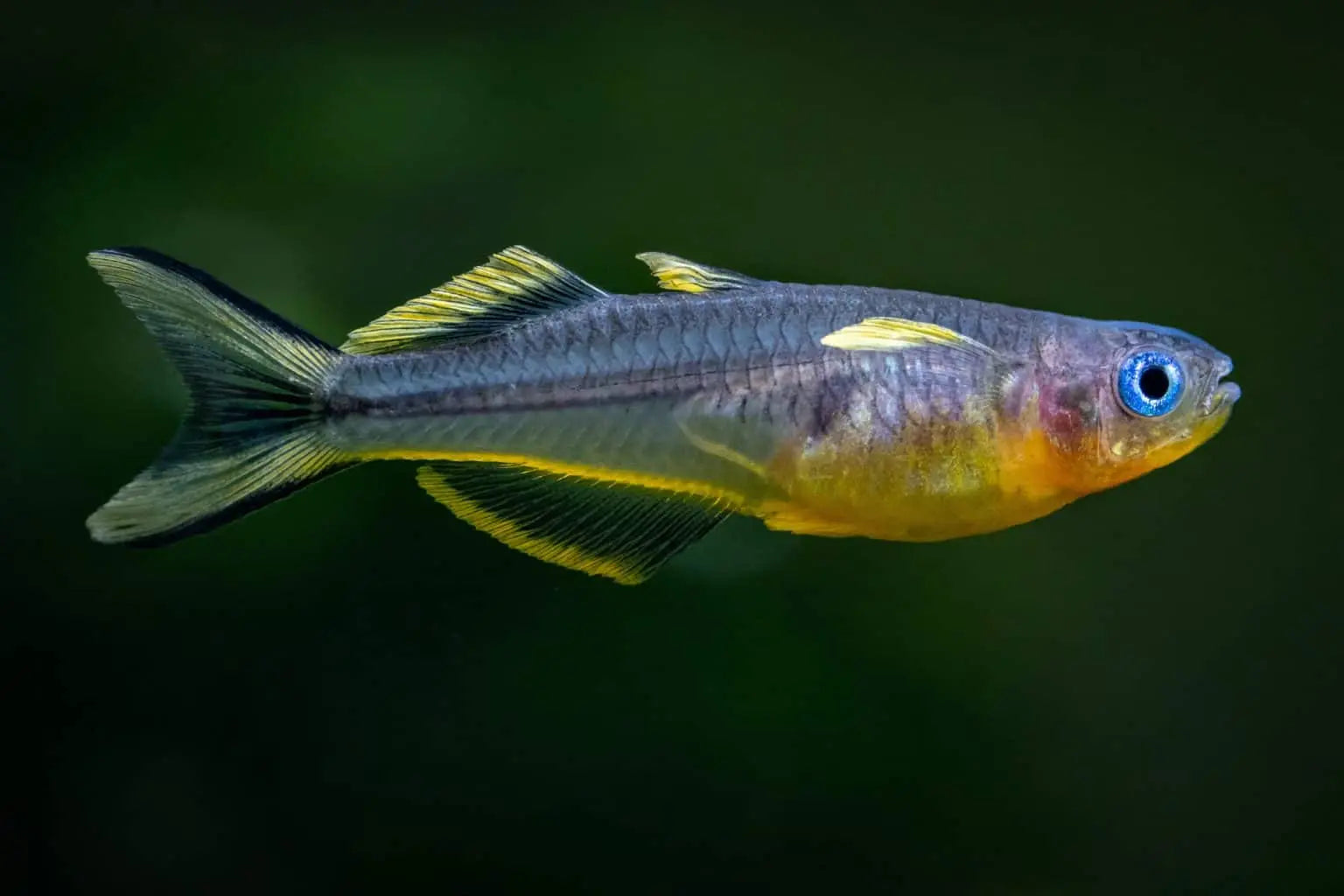 Forktail/Furcata Rainbowfish Tropical Treasures Wyo