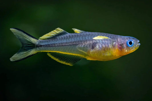 Forktail/Furcata Rainbowfish Tropical Treasures Wyo
