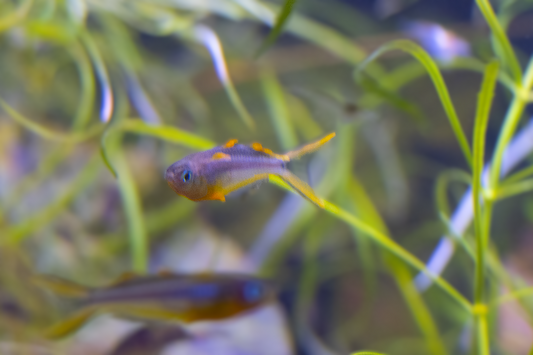 Blue-eyed Forktail Rainbowfish - Unsexed