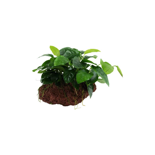 Anubias Barteri nana on lava rock Tropical Treasures Wyo LLC