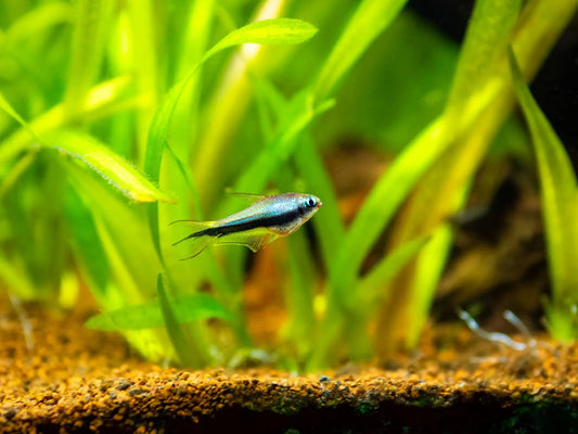 Blue emperor tetra freshwater aquarium fish