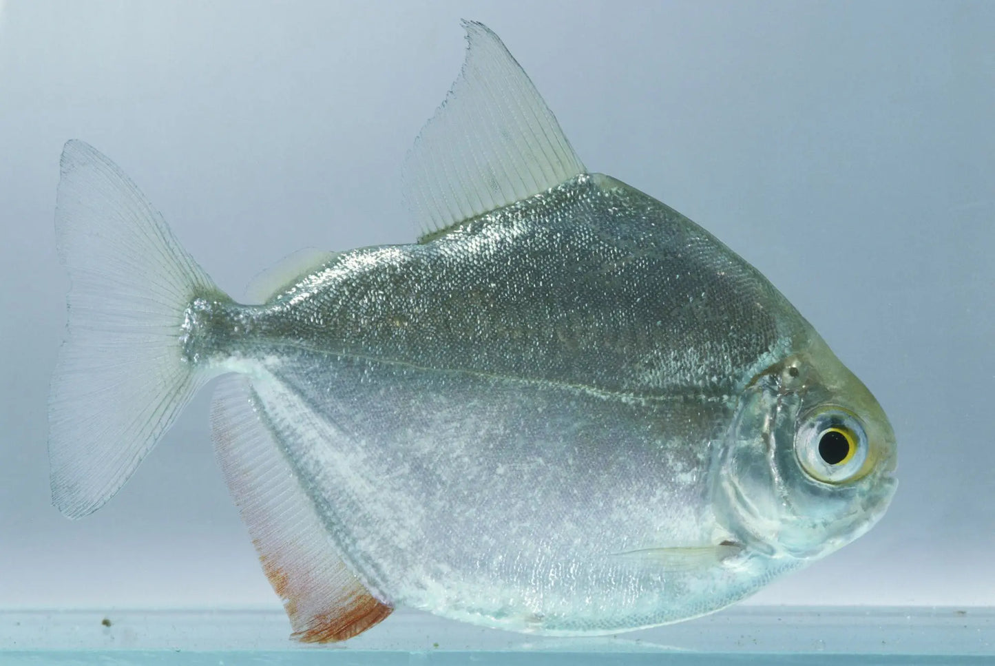 Silver Dollar fish (Metynnis hypsauchen), a round silver freshwater schooling fish