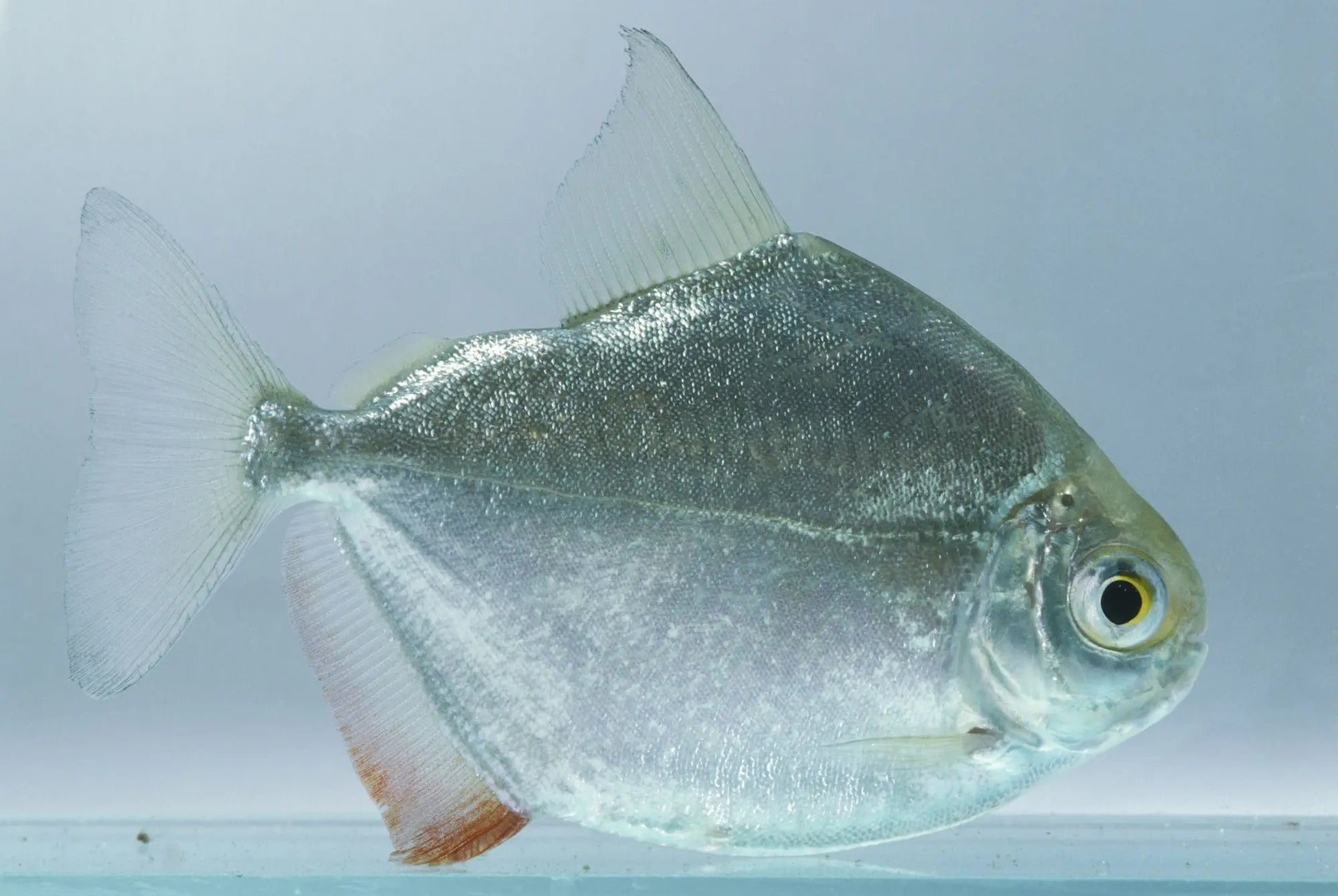 Silver Dollar fish (Metynnis hypsauchen), a round silver freshwater schooling fish