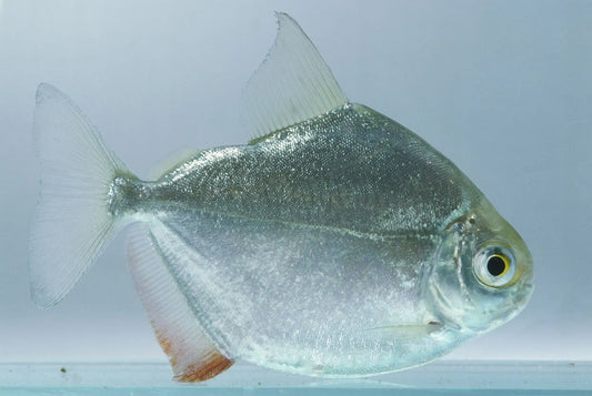 Silver Dollar fish (Metynnis hypsauchen), a round silver freshwater schooling fish