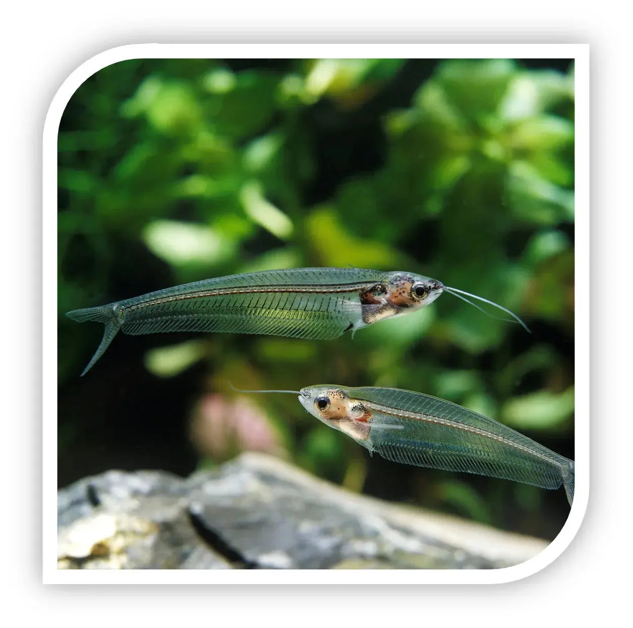 Glass catfish transparent freshwater aquarium fish