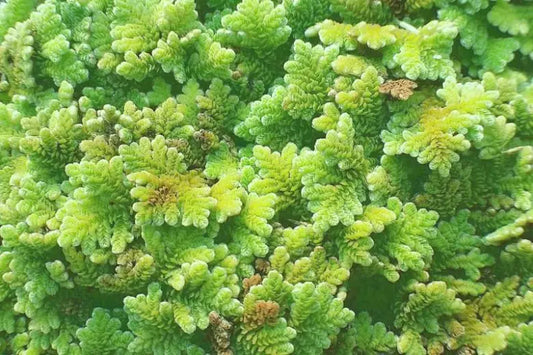 Azolla caroliniana – floating freshwater plant with small green leaves, used in aquariums and ponds for natural cover and nutrient control.