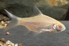 Gold Tinfoil Barb shimmering golden schooling fish in aquarium