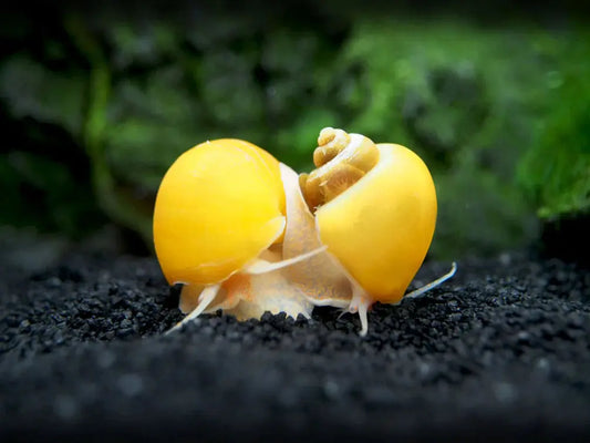 “Gold Mystery Snail – bright golden freshwater snail grazing on aquarium glass