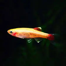 Gold White Cloud Mountain Minnow – golden freshwater schooling fish with red fins swimming in an aquarium.