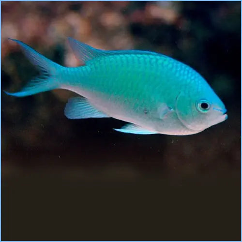 Blue Green Chromis Chromis viridis swimming in a saltwater reef aquarium with iridescent blue-green coloration