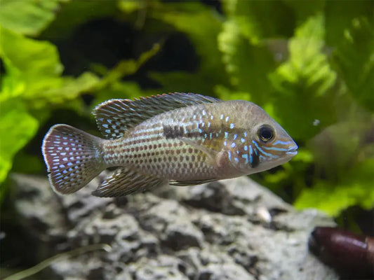 Green Terror Cichlid (Andinoacara rivulatus) – large, colorful South American freshwater aquarium fish with metallic green-blue scales and orange fin edges