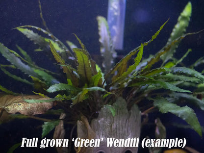 Green Wendetii Crypt