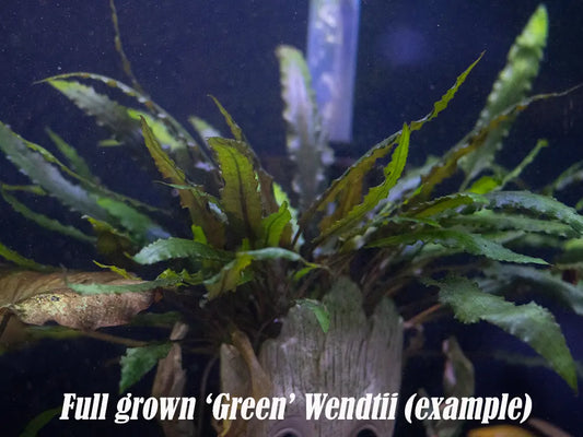 Cryptocoryne wendtii 'Green' Small – compact aquarium plant with bright green leaves, ideal for foreground or midground placement in freshwater aquascapes.
