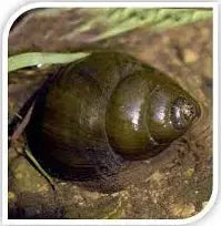 Trapdoor Snail (Viviparus malleatus) – hardy freshwater and pond snail with protective operculum trapdoor, great algae eater and cleanup crew member