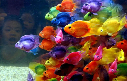 Assorted Color Parrot Cichlids – bright and uniquely shaped freshwater cichlids in red, orange, and yellow varieties swimming in an aquarium.