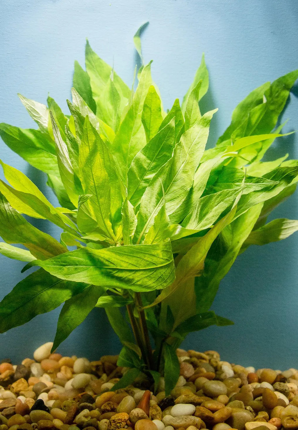 Hygro Willow aquarium plant with long flowing leaves