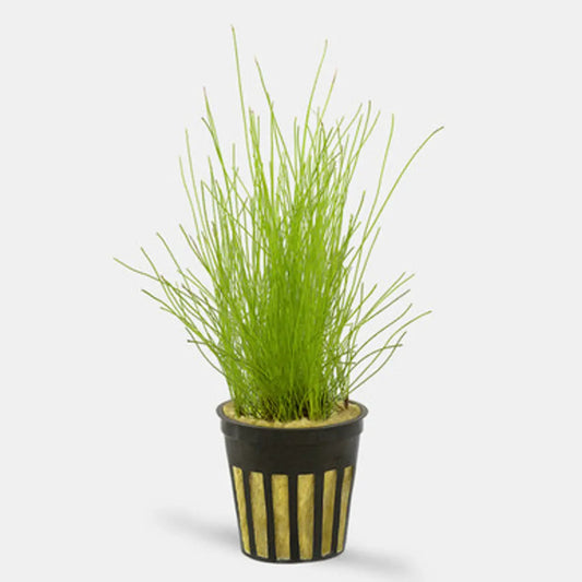 Hairgrass Dwarf clump Tropical Treasures Wyo LLC