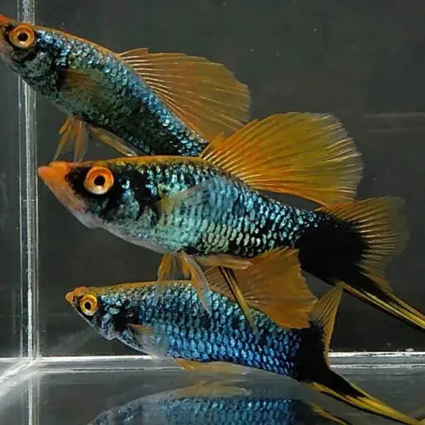 Red Hamburg Swordtail - Deep Red Color • Classic Swordtail • Peaceful Livebearer 