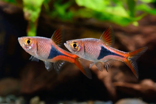 Harlequin Rasbora freshwater aquarium fish with bold black patch