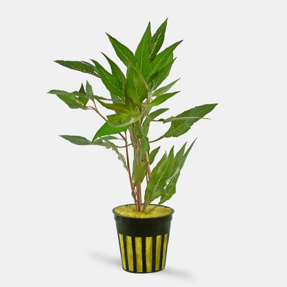 Hygrophila Blue providing cover for fish and shrimp in aquarium