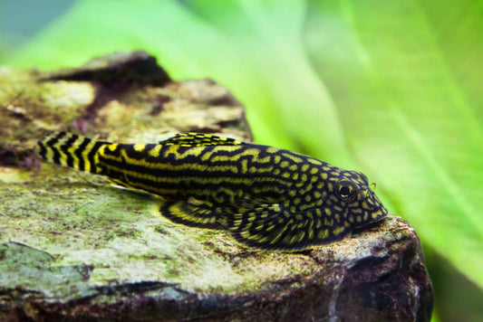 Exotic Hillstream Loach with patterned body and yellow fins”