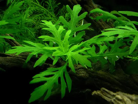 Water Wisteria aquarium plant with lacy fern like green leaves