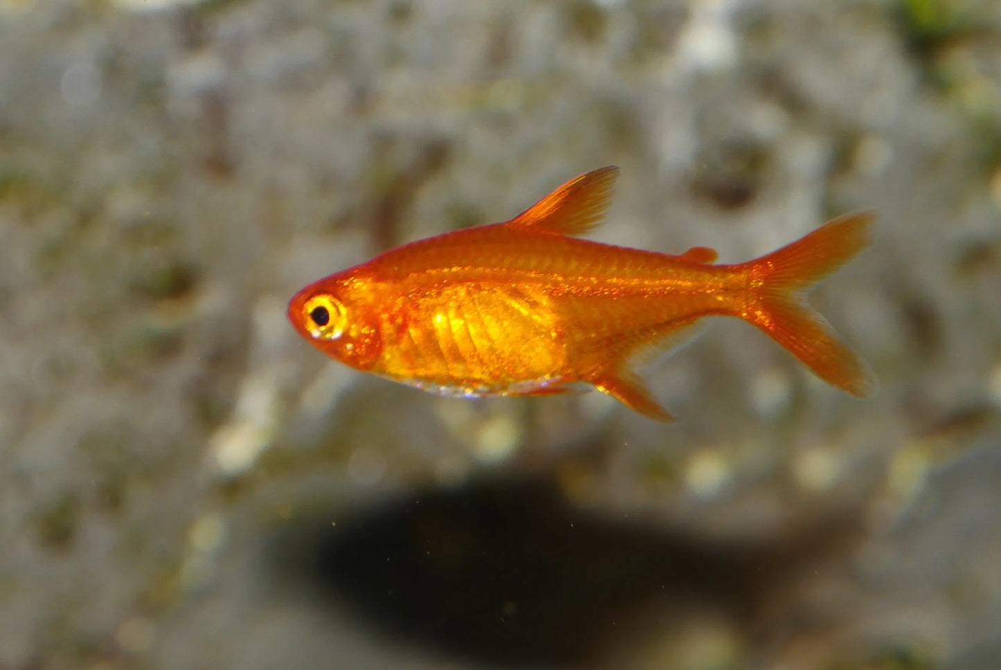 Ember Tetra Tropical Treasures Wyo