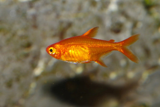 Ember Tetra Tropical Treasures Wyo