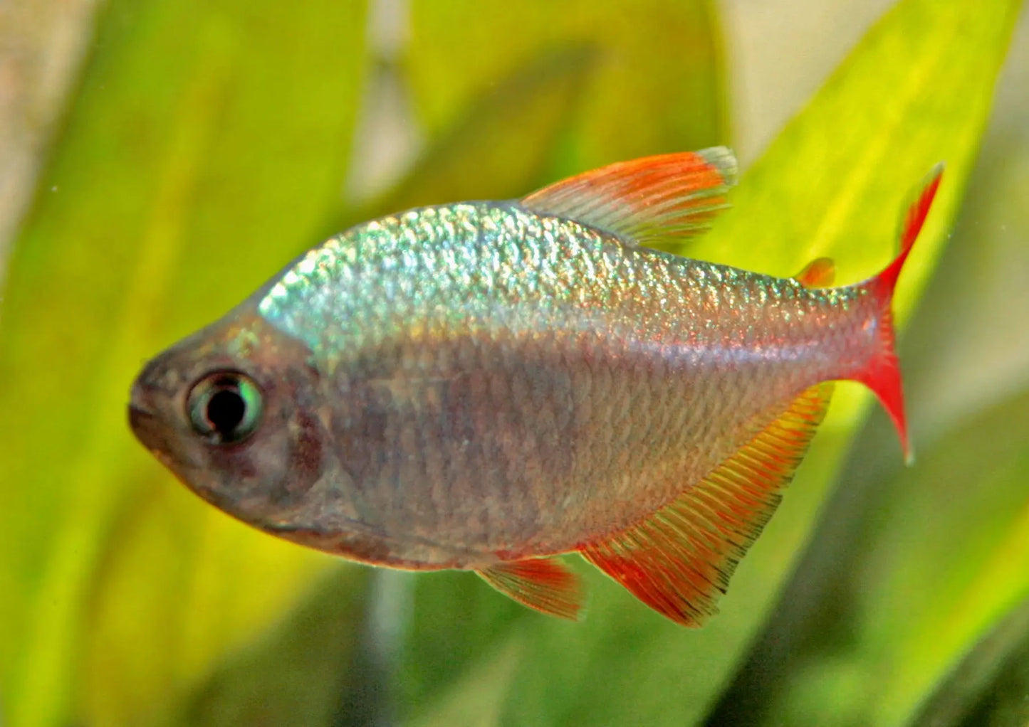 Colombian Red-Blue Tetra with an iridescent silver-blue body and red fins swimming among green aquarium plants