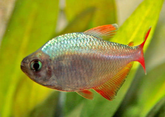 Colombian Red-Blue Tetra with an iridescent silver-blue body and red fins swimming among green aquarium plants